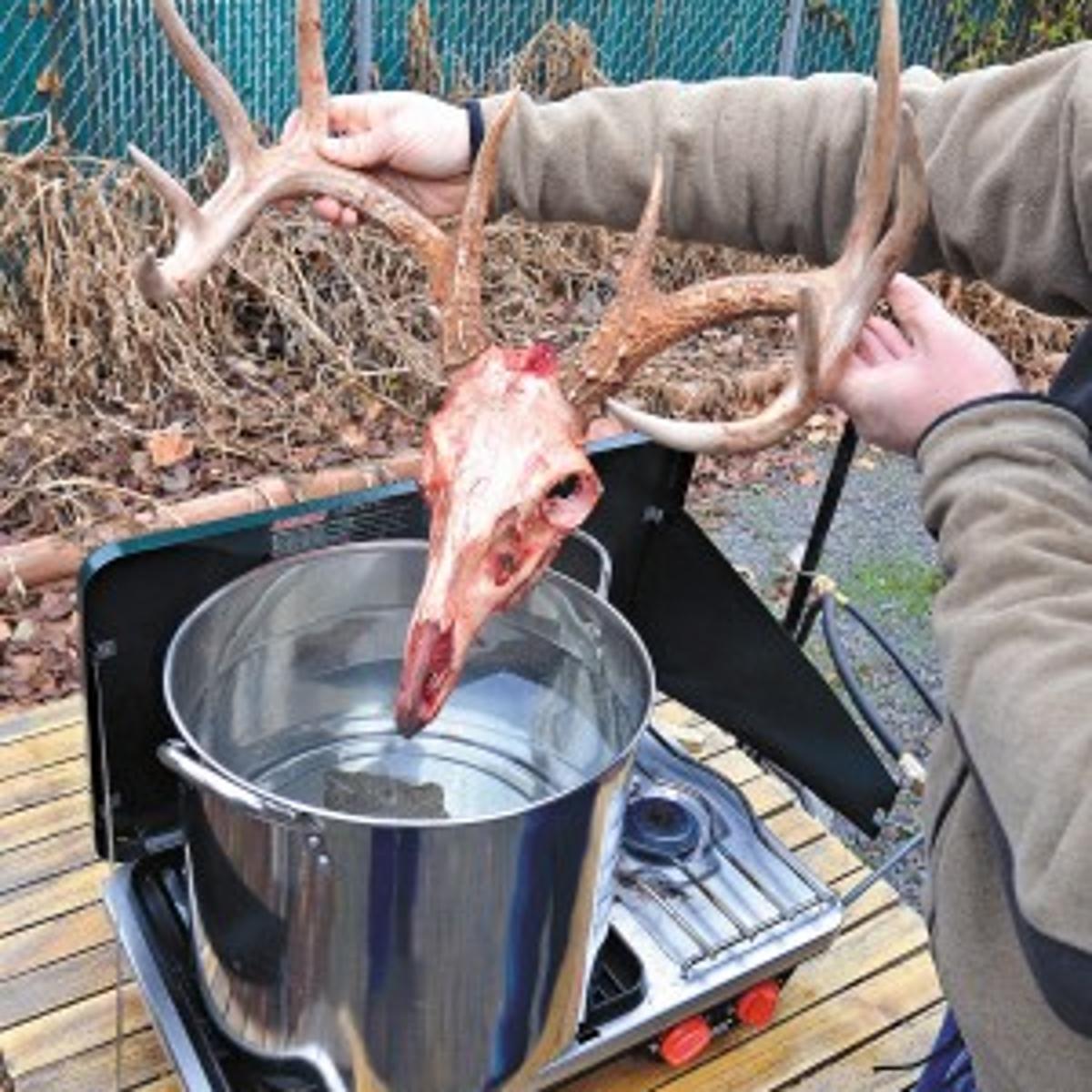 How Long To Boil A Deer Skull 1 How Long To Boil A Deer Skull