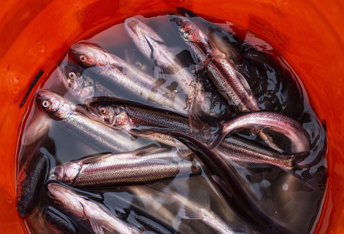 PHOTOS: People from across Pacific Northwest flock to Cowlitz River for  one-day smelt season