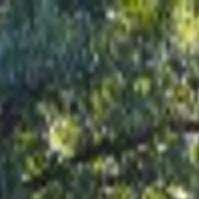 Swift Fall Ahead For Longview S Plush Tree Canopy Local Tdn Com