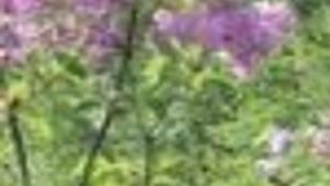 Bushwacking Business Tdn Com