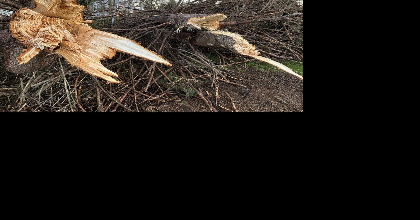Tree collapsed after strong winds