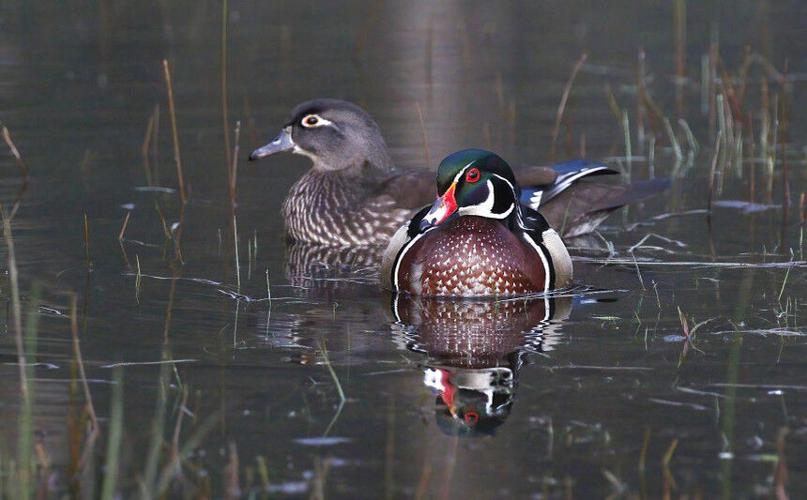 WDFW seeking applicants for statewide waterfowl advisory group positions