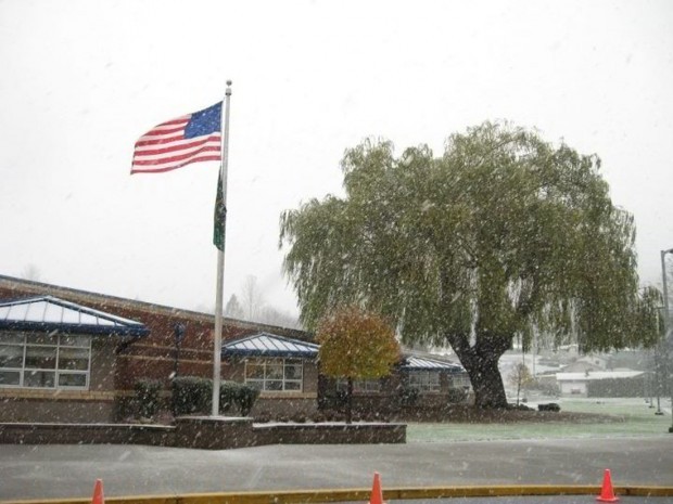 Historic Barnes Elementary Willow Tree To Be Cut Down Local