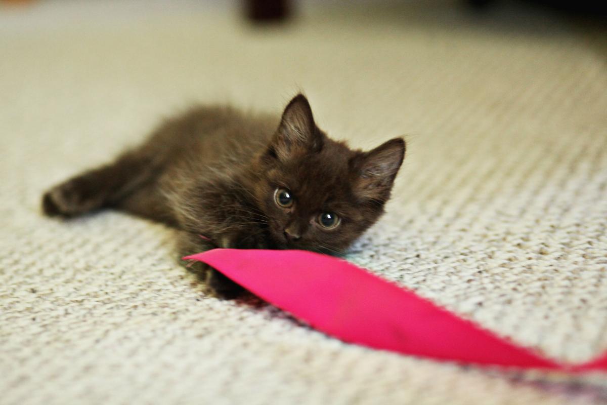 Fosters For Local Animal Rescue Groups Save Pets Lives