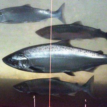 Big salmon run at Seattle's Ballard Locks is wowing visitors - Vimarsana News
