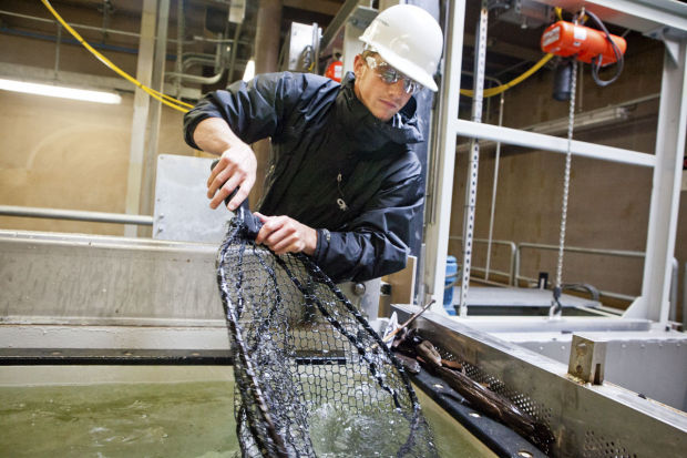 Fish Collector Up And Running At Swift Reservoir