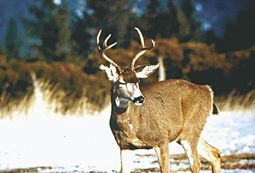 Blacktail deer populations hanging on, but there's reason for concern ...