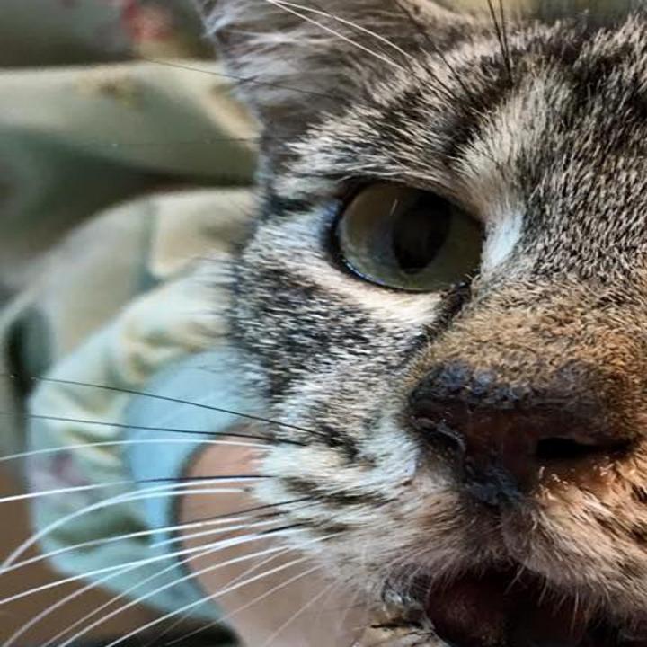 Cat Injured By Firework Transferred To Oregon Humane Society