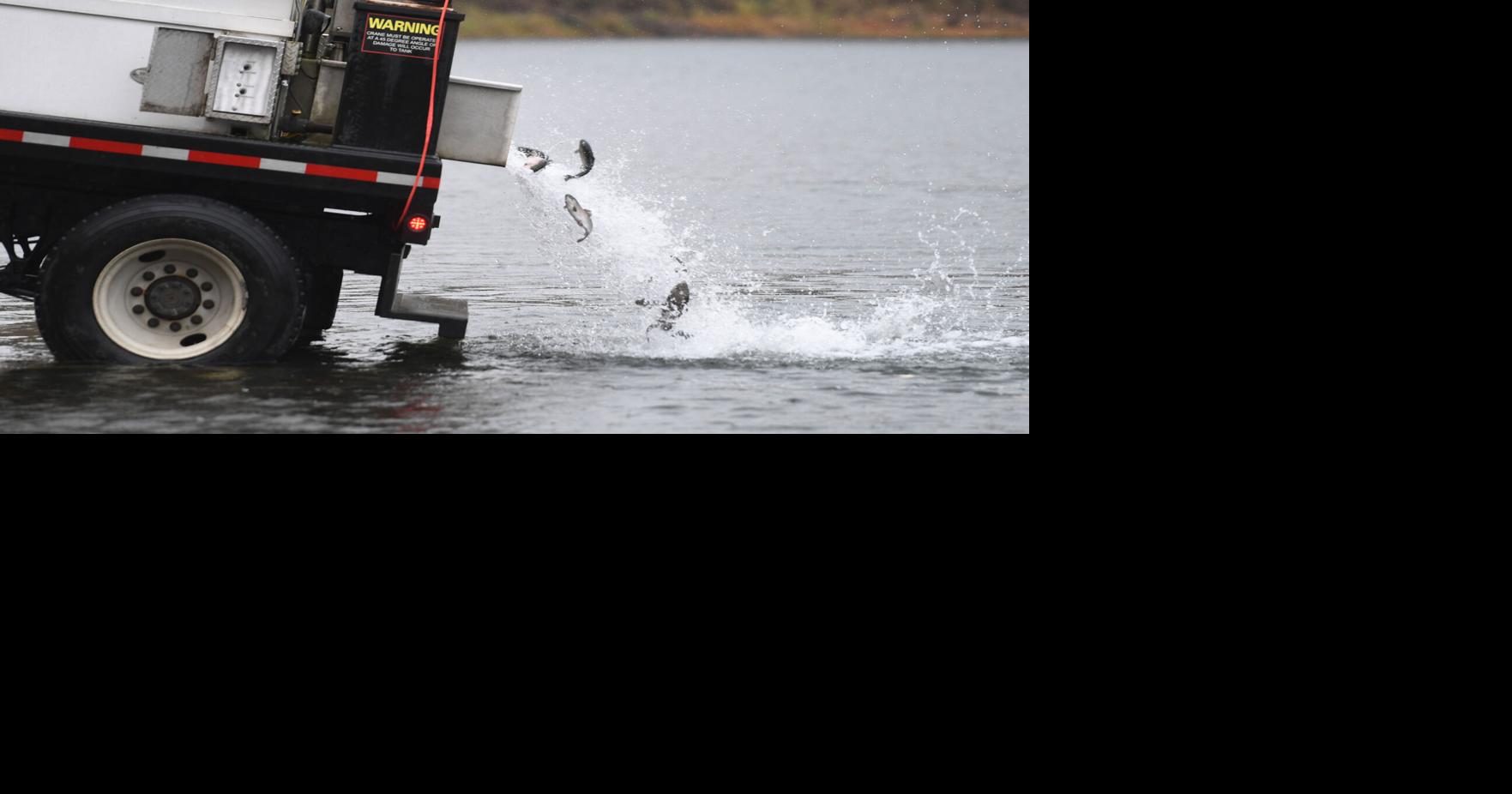 Kress Lake Rainbow Trout