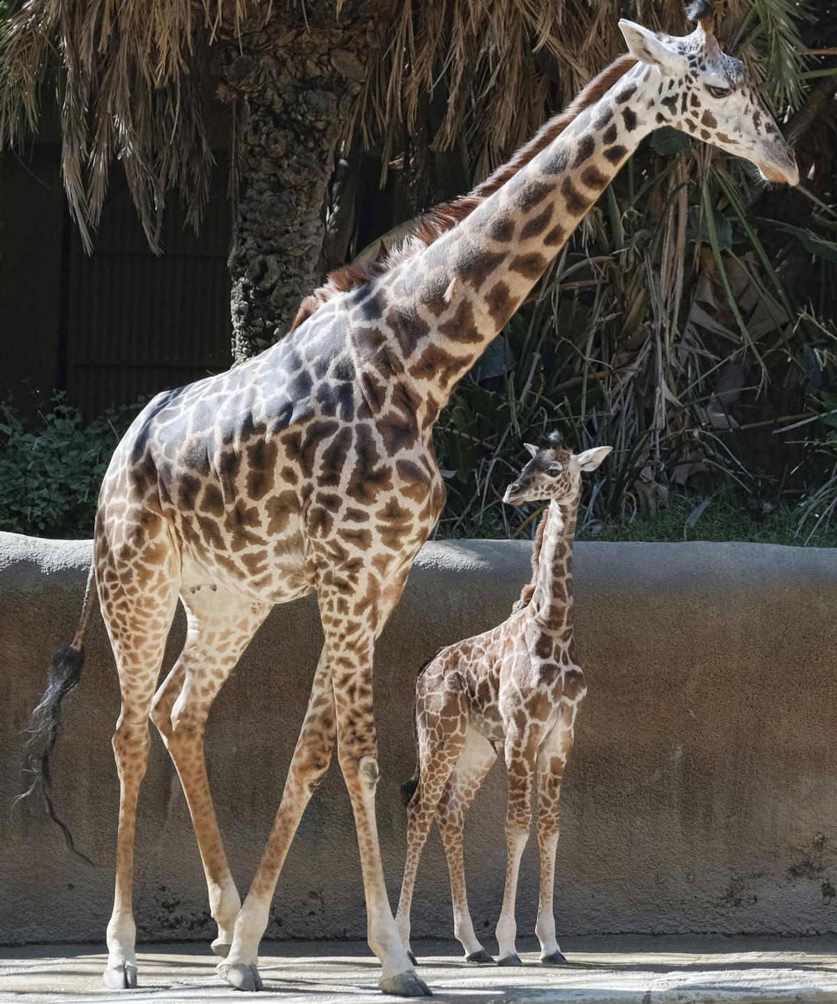 Download Photos: Los Angeles Zoo unveils baby giraffe | National ...