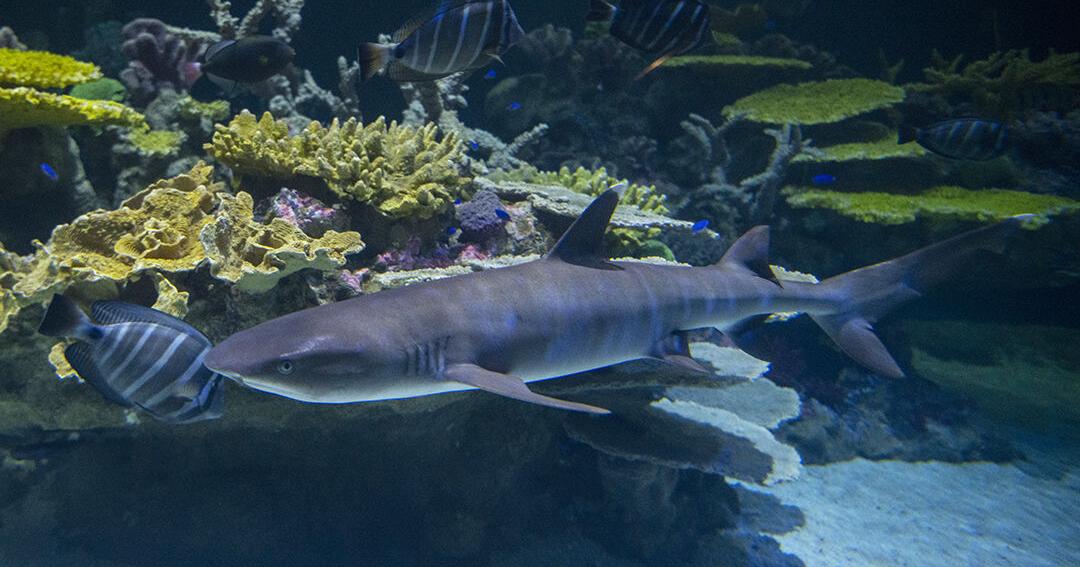95 new species coming to Tacoma aquarium after $7M revamp. - Vimarsana News