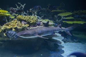 95 new species coming to Tacoma aquarium after $7M revamp.