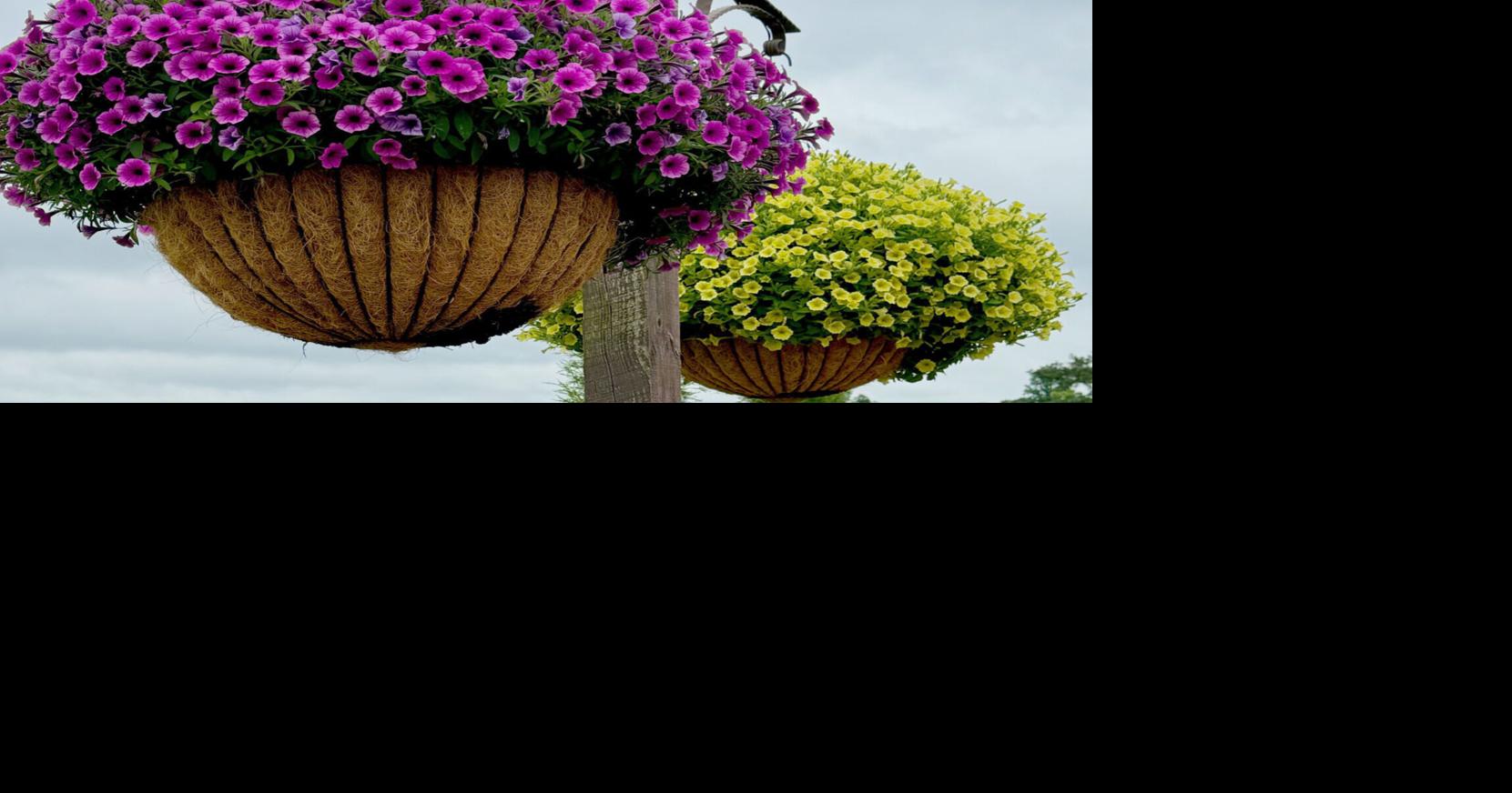 Around the Yard: How to keep hanging baskets beautiful all summer