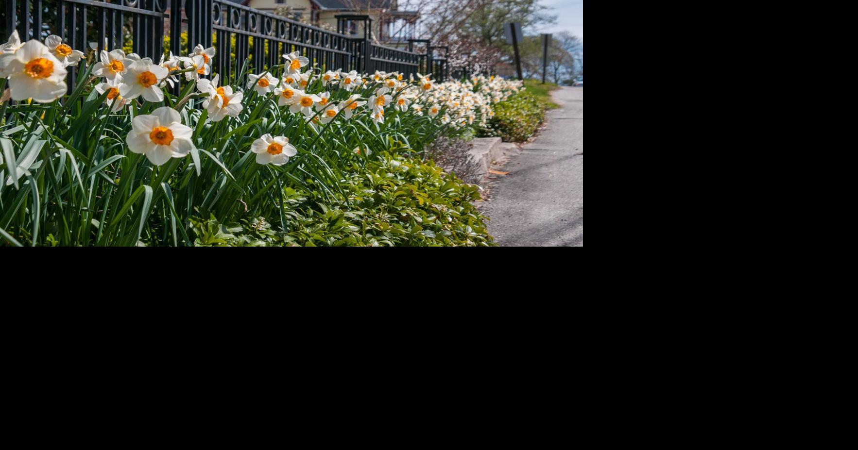 Daffodil drifts can be ‘golden roads’ for driveby viewing