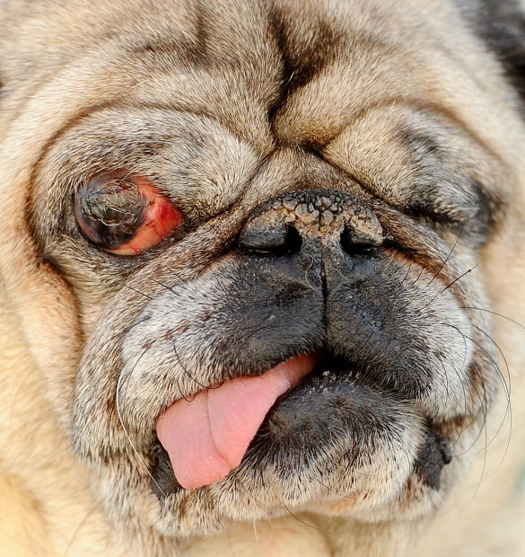 Gallery Is this the World's Ugliest Dog? Tdn Featured