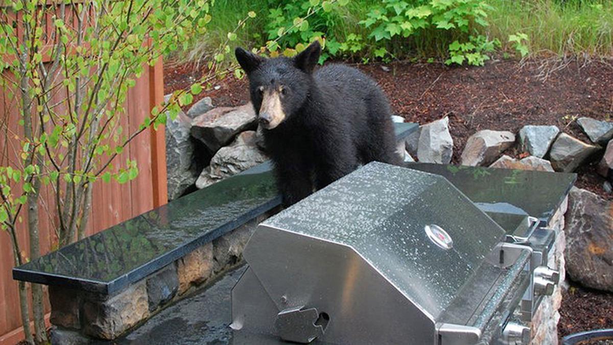 US-NEWS-CITIES-WILDLIFE-2-SH