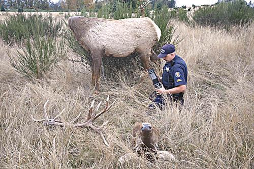 Robotic wildlife decoys breathe new life into war against poachers