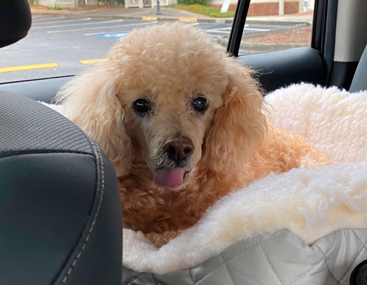 A more comfortable goodbye? Pet euthanasia at home up in pandemic