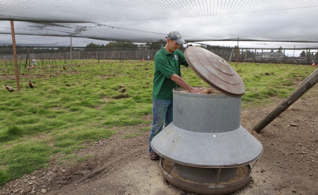 Pheasant Farm Keeps Feathers Flapping Hunters Chasing