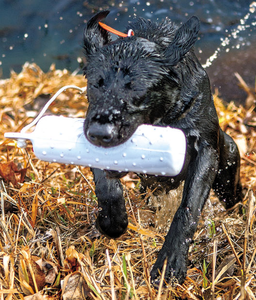 Cathlamet Trainer Has A Knack For Helping Dogs Find Their Hunter Within Cathlamet Trainer Has A Knack For Helping Dogs Find Their Hunter Within