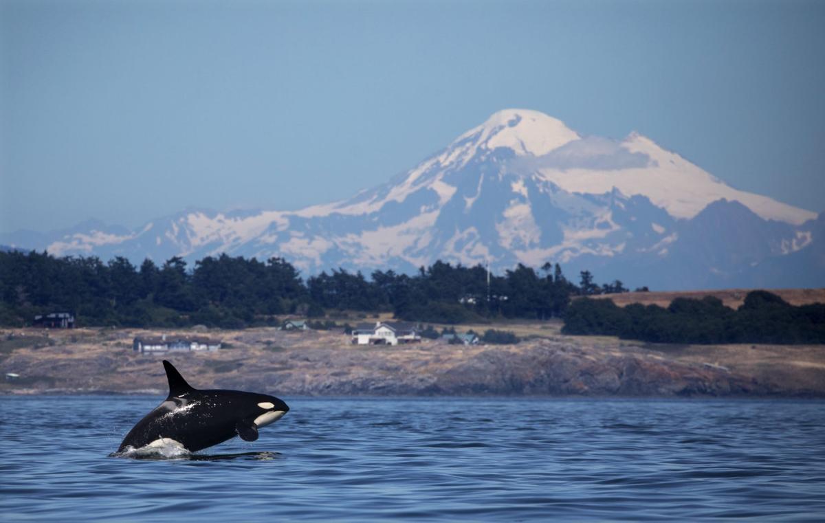 US-NEWS-ENV-ORCAS-6-SE