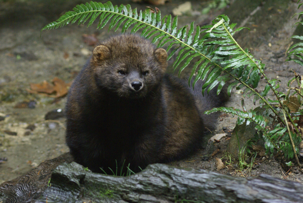 fisher animal washington state Despite signs of comeback, fishers to