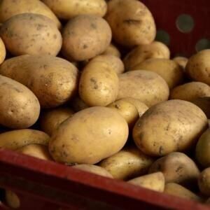 Are potatoes vegetables? Yes, but a national committee is hashing out that classification - Vimarsana News