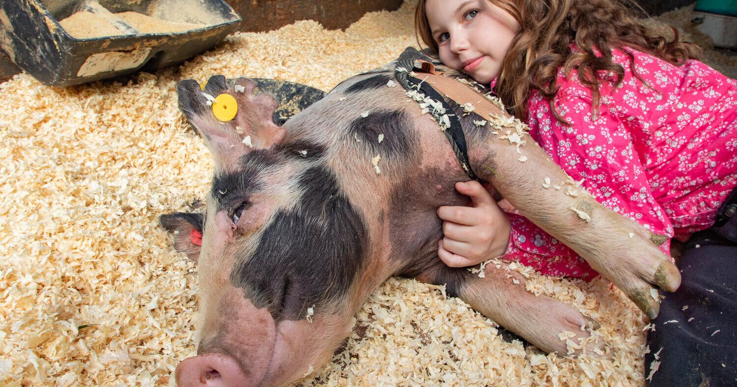 Lucky the pig lives up to his namesake, survives tumble on Interstate 5 - Vimarsana News