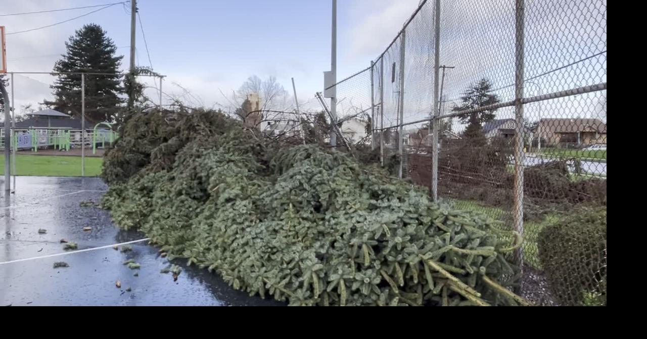 Tree collapse after strong winds