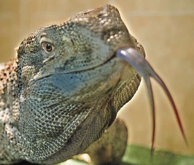 Reptile Guy shares lifelong interest in scaly critters | Lifestyles