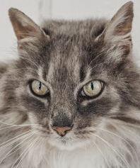 Pets of the Week: Silver