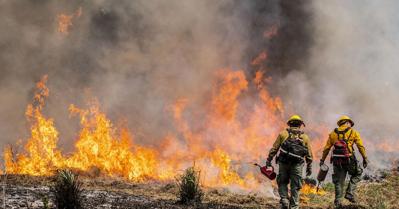 EPA clears Washington state to do more controlled burns to prevent wildfires - Vimarsana News