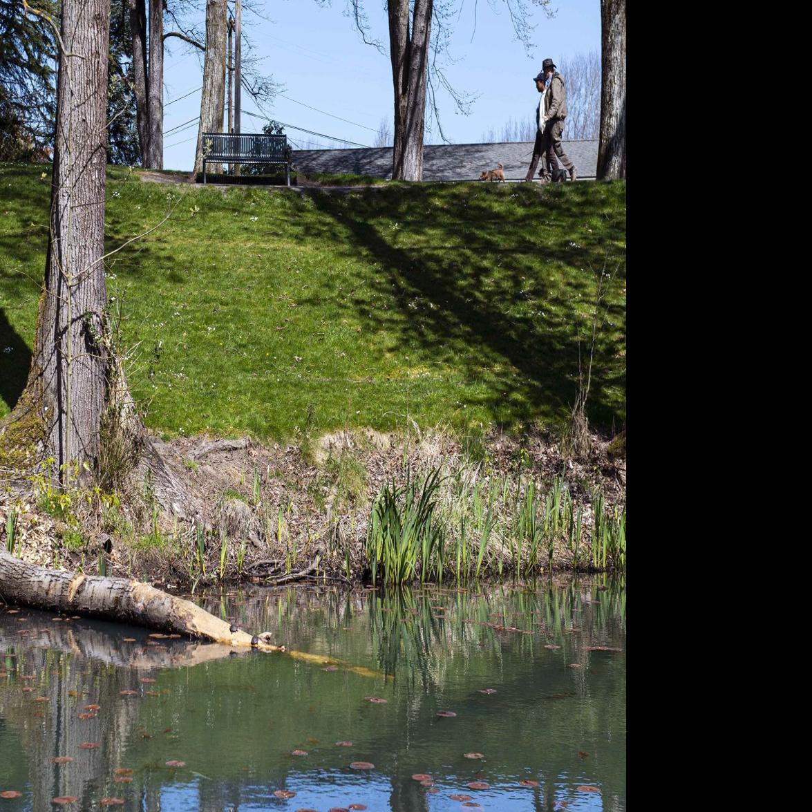 Longview Parks Recreation Officials Plan To Trap Beavers Damaging Trees At Lake Sacajawea Local Tdn Com