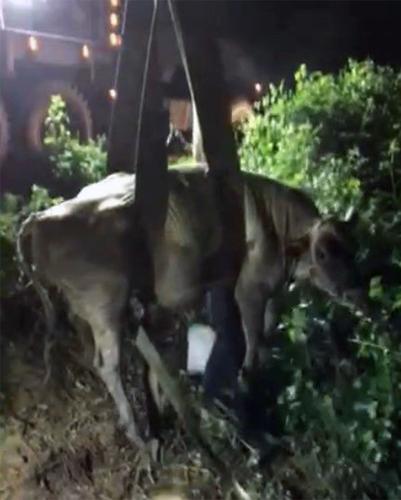 Family cow pulled from mud hole by Clark-Cowlitz Fire Rescue and TLC towing