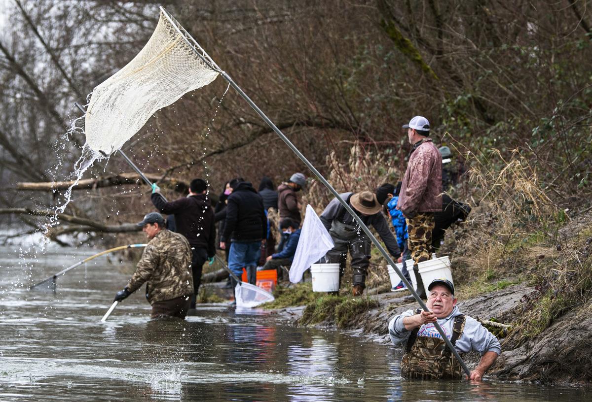 PHOTOS: People from across Pacific Northwest flock to Cowlitz River for  one-day smelt season