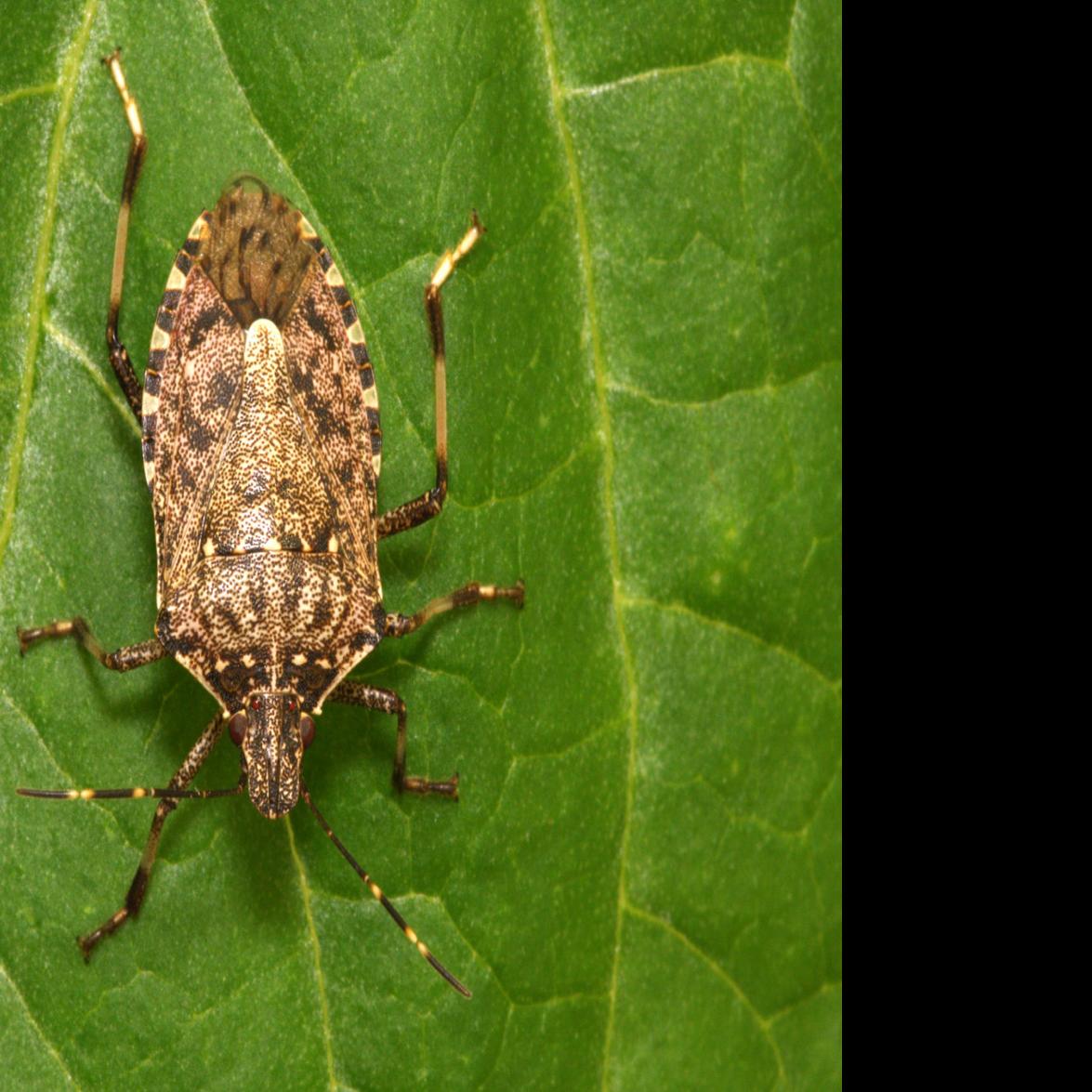 Local Exterminators Say Stink Bug Calls On The Rise Local Tdn Com