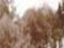 Logger Lyrics Business Tdn Com James stevens arranged and adapted by: the daily news