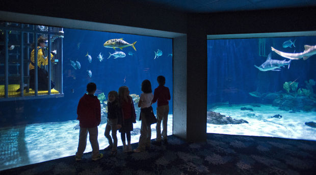 You can swim with sharks at Tacoma zoo aquarium