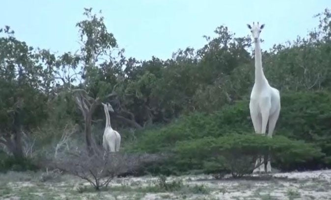 White giraffes