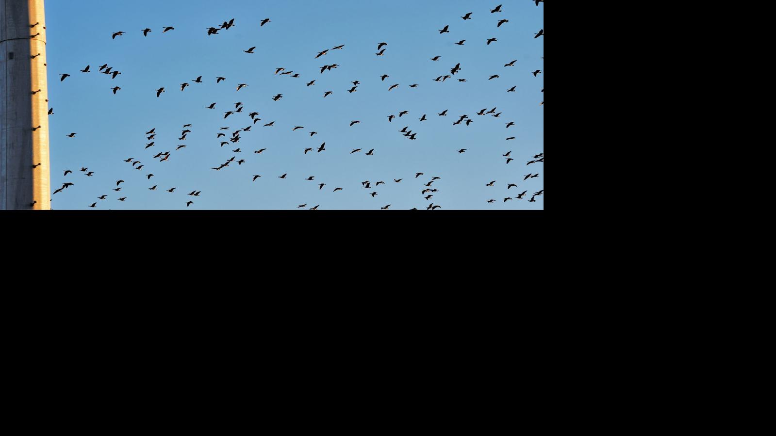 Outdoors Report Birds Blowing In On The Wind Hunting And Fishing Tdn Com