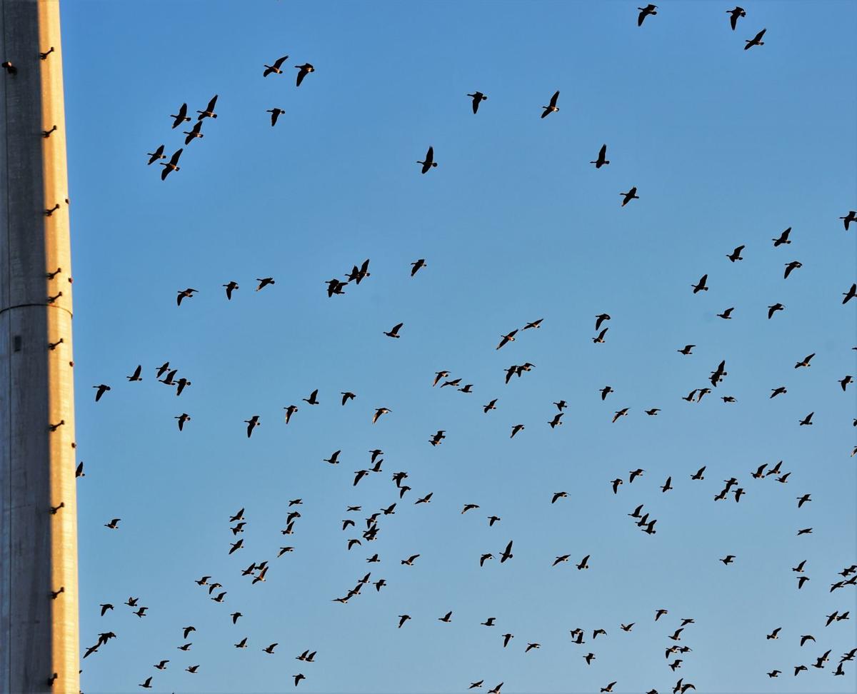 Blue bird sky