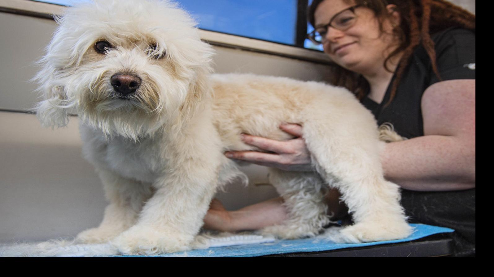 The Little Dog Salon Brings Grooming Baths To The Customer