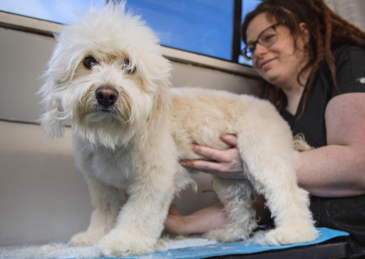 The Little Dog Salon Brings Grooming Baths To The Customer Local Tdn Com