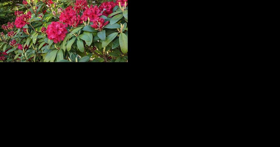When to trim rhododendrons and azaleas? Should we wait for spring? Ask an OSU Extension expert - Vimarsana News