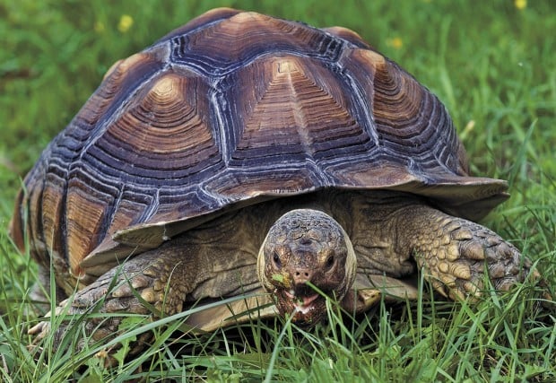 Reptile Guy shares lifelong interest in scaly critters