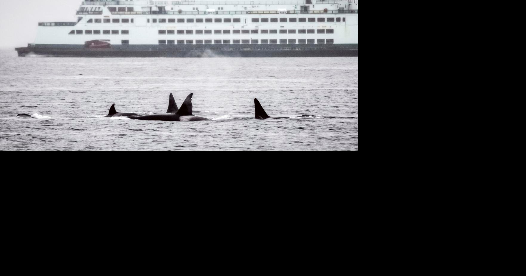 美国海岸警卫队将在附近发现鲸鱼时向船只发出警告
