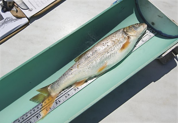 Pikeminnow Rig Pikeminnow aren't only good-looking, they're valuable
