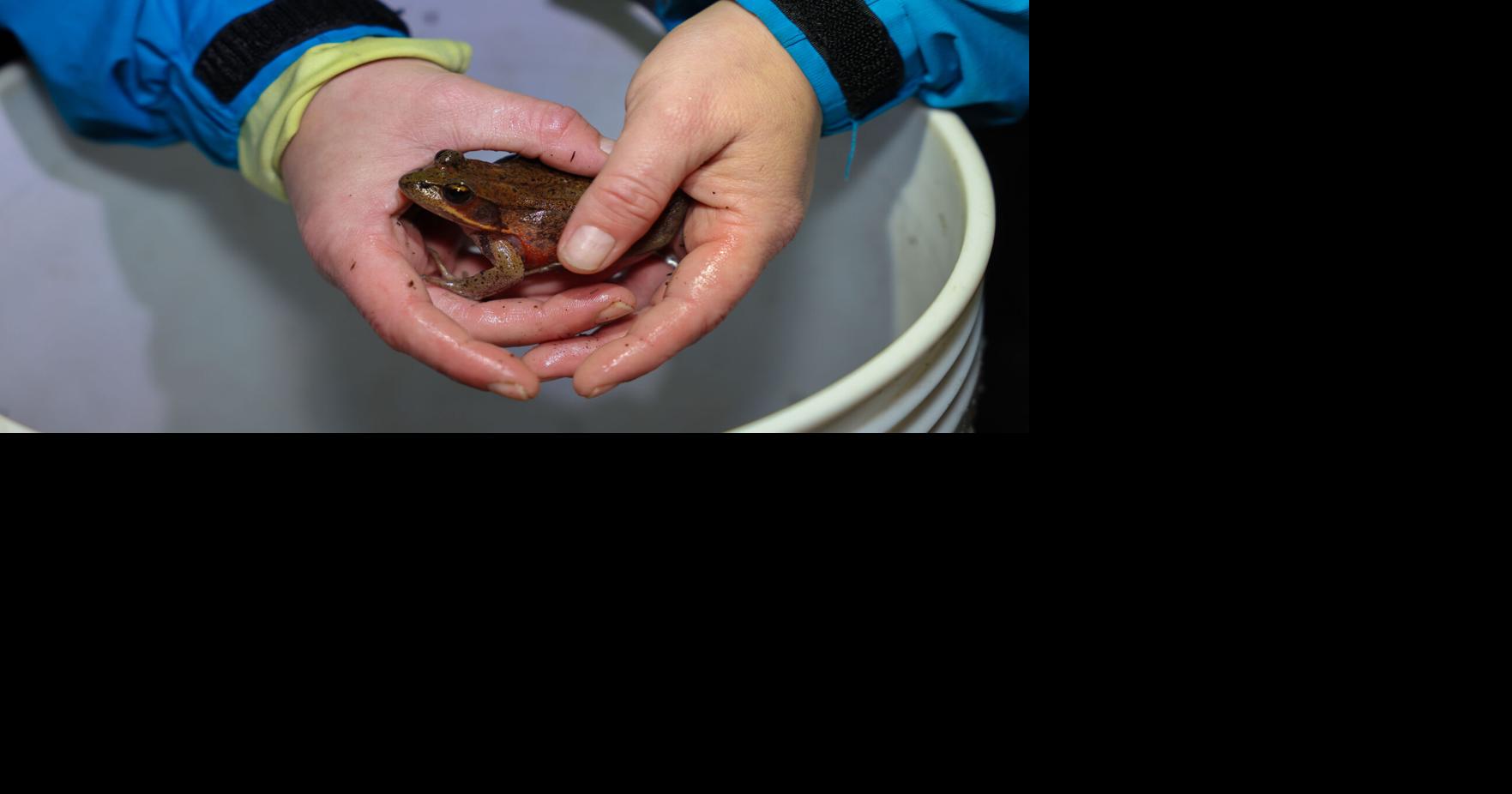 PHOTOS: Real-life Frogger near the Willamette River