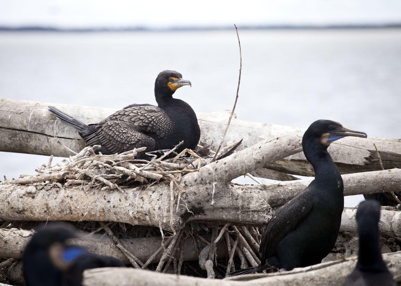 Tdn Federal wildlife officials propose new cormorant management permits