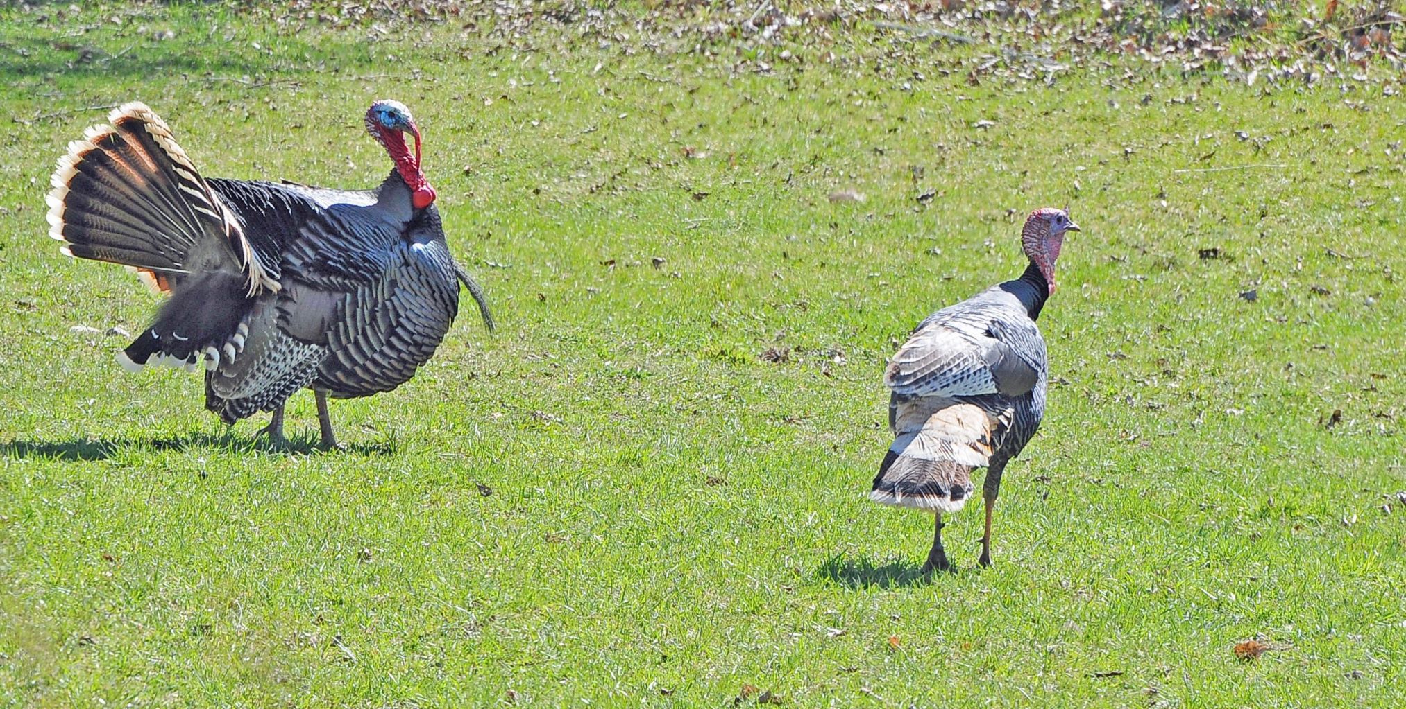 flock of turkeys flock of turkeys
